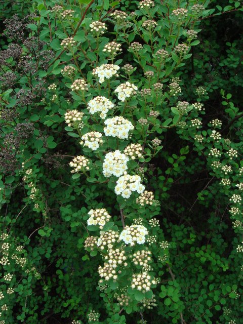 Spiraea arcuata fleur P1D
